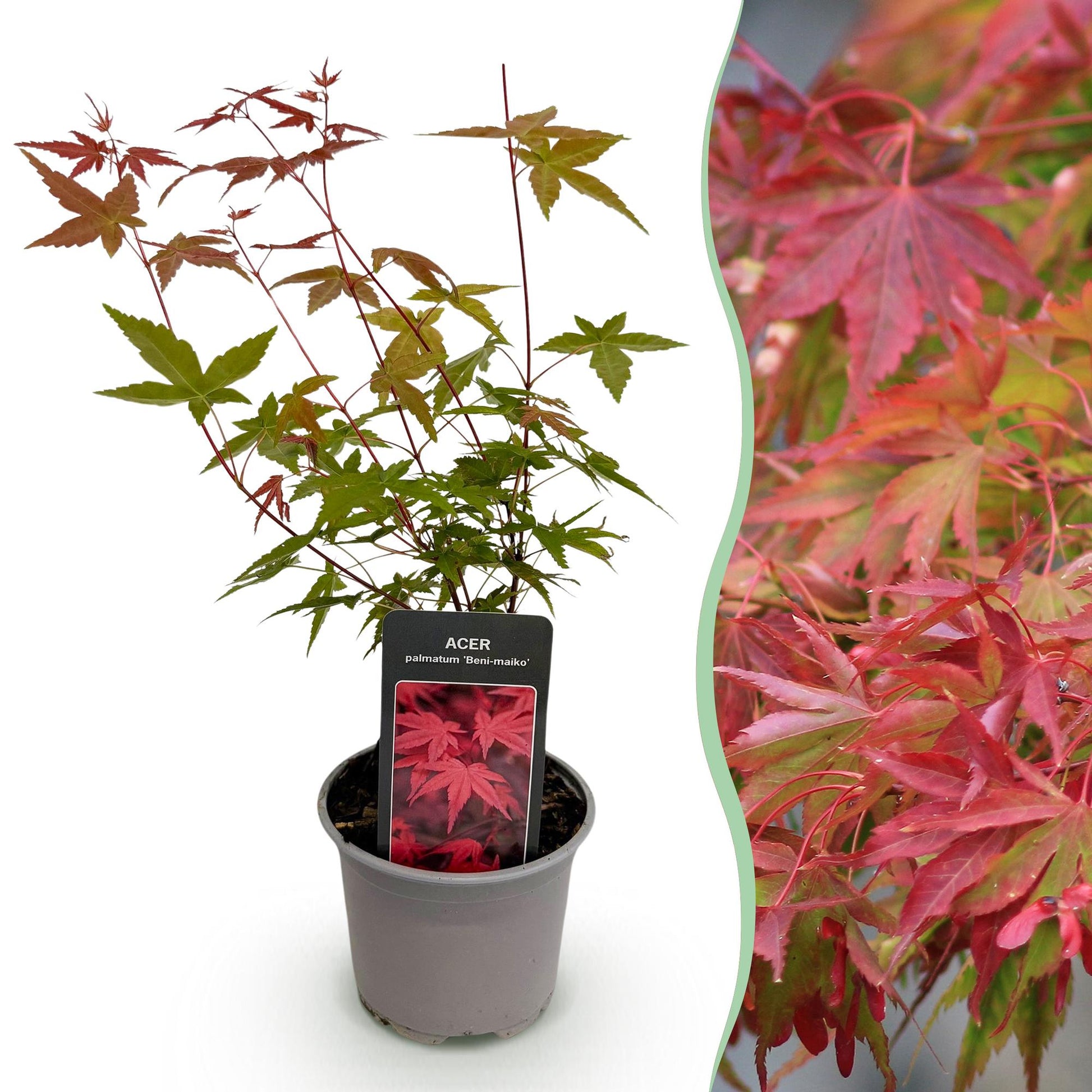 GreenboutiQ - Gartenpflanze - Acer palmatum Beni-maiko - Rot - 1 Pflanze - Laubabwerfend - Wenig Pflege - Topf 12cm Höhe 35cm 