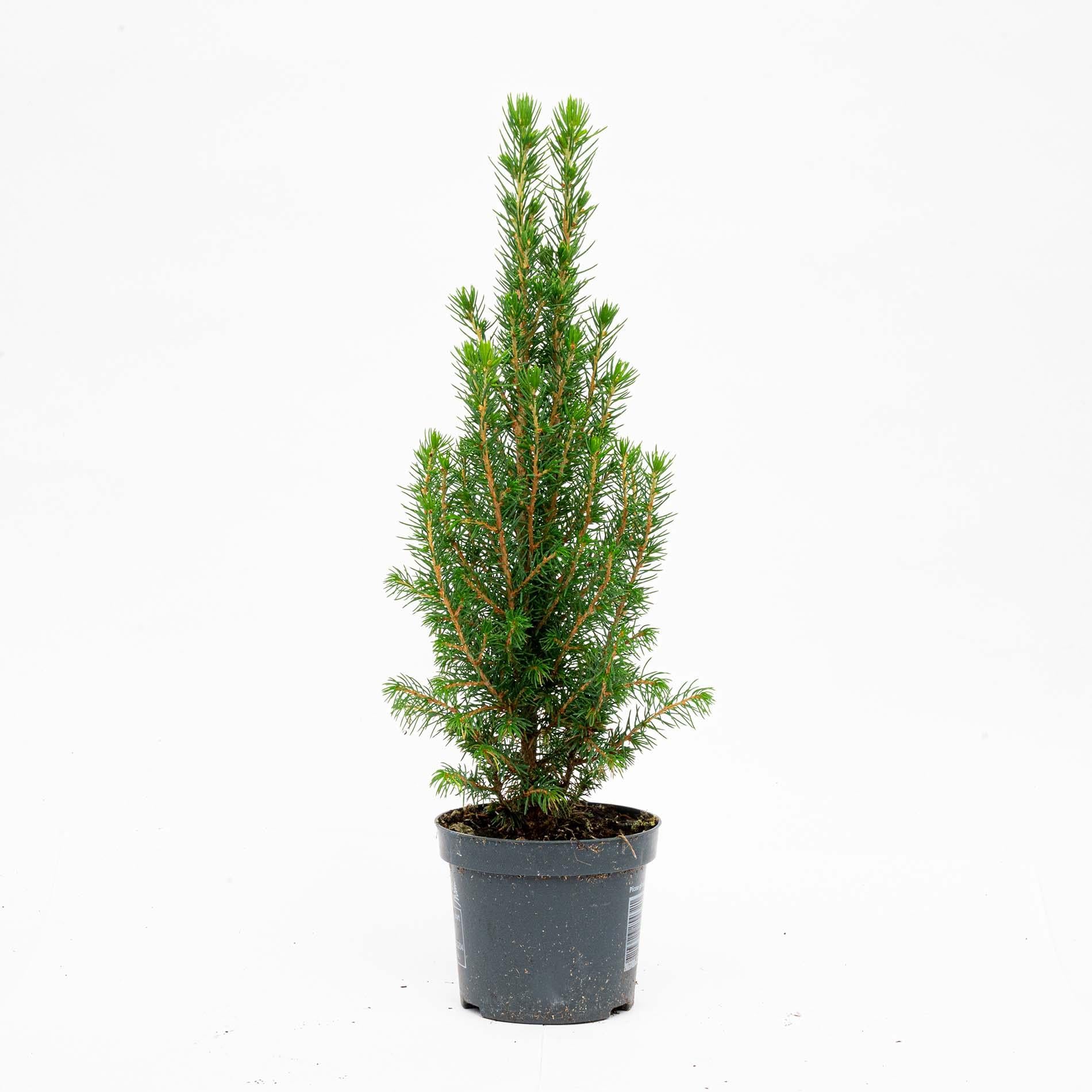 Mini-Kerstboom - Chamaecyparis - 25-30 cm 