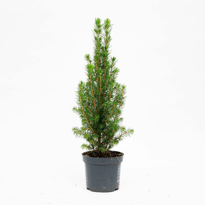 Mini-Kerstboom - Chamaecyparis - 25-30 cm 