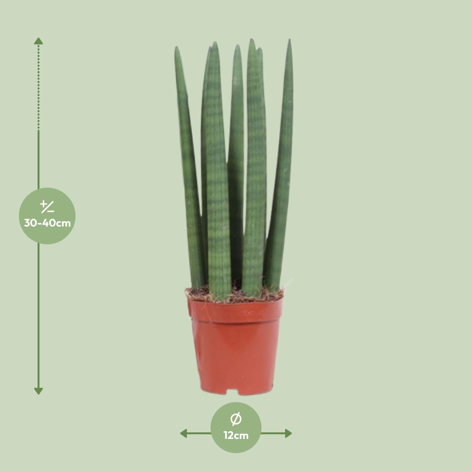 Schwiegermutterzunge – Sansevieria Straight – Zimmerpflanze – Ø12 cm Topf – Ca. 40 cm hoch – Pflegeleicht & luftreinigend – Ideal für kleine Räume & halbschattige Standorte 