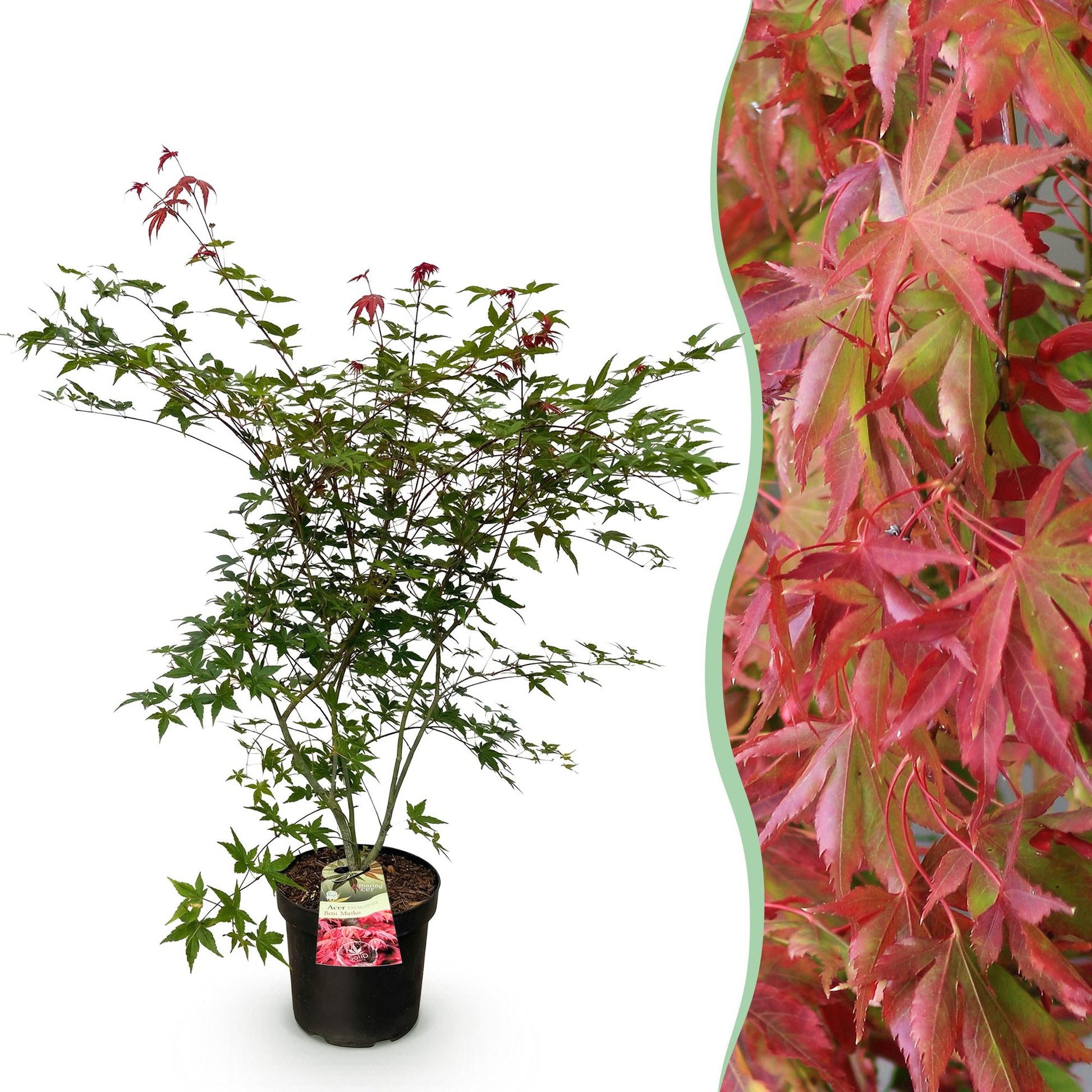 Green boutiQ - Gartenpflanze - Acer palmatum Beni Maiko - Japanischer Ahorn - Laubabwerfend - Rot - 1 - Topf 26cm - Höhe 90cm 