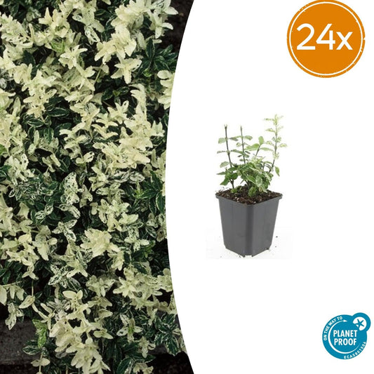 Euonymus fortunei 'Harlequin' – Buntlaubiger Bodendecker – 24 Pflanzen – Ø9cm – ↕10–25cm – Immergrün & winterhart 