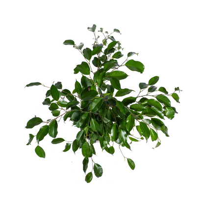 Ficus Benjamina Exotica Ø17cm - ↕60 - 80cm 