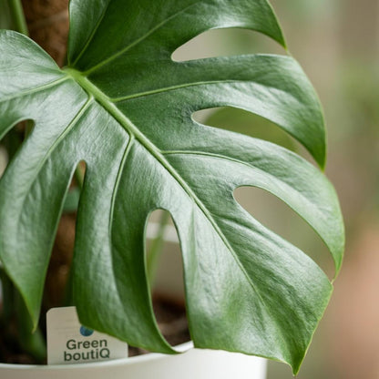Monstera Deliciosa am Moosstab 90cm – Fensterblatt Zimmerpflanze im weißen Übertopf Ø19cm – große grüne Schlitzblätter – pflegeleichtes Statement für Wohnung, Büro & Schlafzimmer, ideal bei Halbschatten 