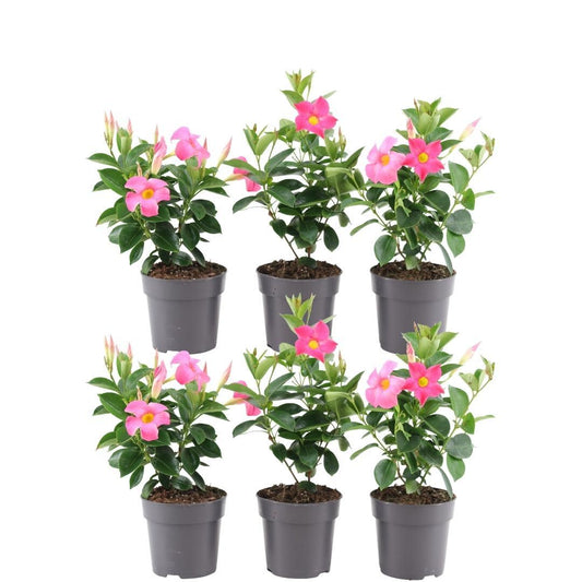 Kletterpflanze - Dipladenia Pink - Mandevilla Pink - Ø12 cm - ↕25 cm - 6 Stück