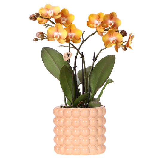 Kolibri Orchids | Orange/gelbe Las Vegas Orchidee + Poppy Peach Übertopf – Topfgröße Ø12cm | blühende Zimmerpflanze – frisch vom Züchter 