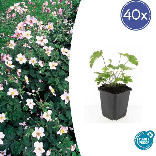 Filzige Herbst-Anemone Anemone tom. 'Robustissima' – ↕10-25cm – Ø9cm – 40 Pflanzen – Purpurblühend – Halbschatten – Bienenfreundlich