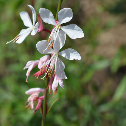 Gaura lindheimeri Prachtkerze – 12 Pflanzen – Ø9cm – Höhe 10-25cm – Sommerblühende Staude mit weißen rosa Blüten – Für Beet, Präriegarten & Kübel