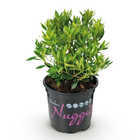 Green boutiQ - Zwerg-Rhododendron - Rhododendron Bloombux Light Pink - Blühender Buchsbaum - Wenig Pflege - Hellrosa Blüte - 1 Pflanze - Topf 10,5cm - Höhe 20-25cm 