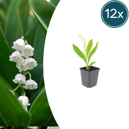 Maiglöckchen Convallaria majalis – Maiglöckchen – 10-25cm – Ø9cm – Duftende Schattenstaude mit weißen Blüten – Winterharter Bodendecker für Garten & Gehölzrand