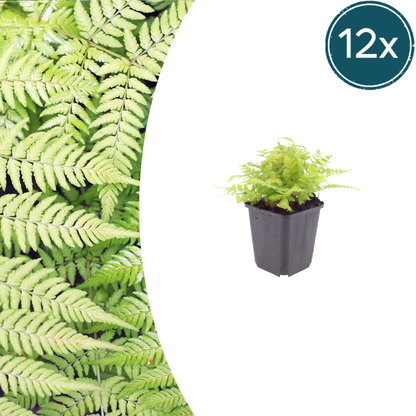 Dryopteris filix-mas 12 Pflanzen – Männerfarn Wurmfarn – 10-25cm – Ø9cm – Winterharter Gartenfarn für Schatten & Halbschatten – Zierfarn für Beet & Unterpflanzung