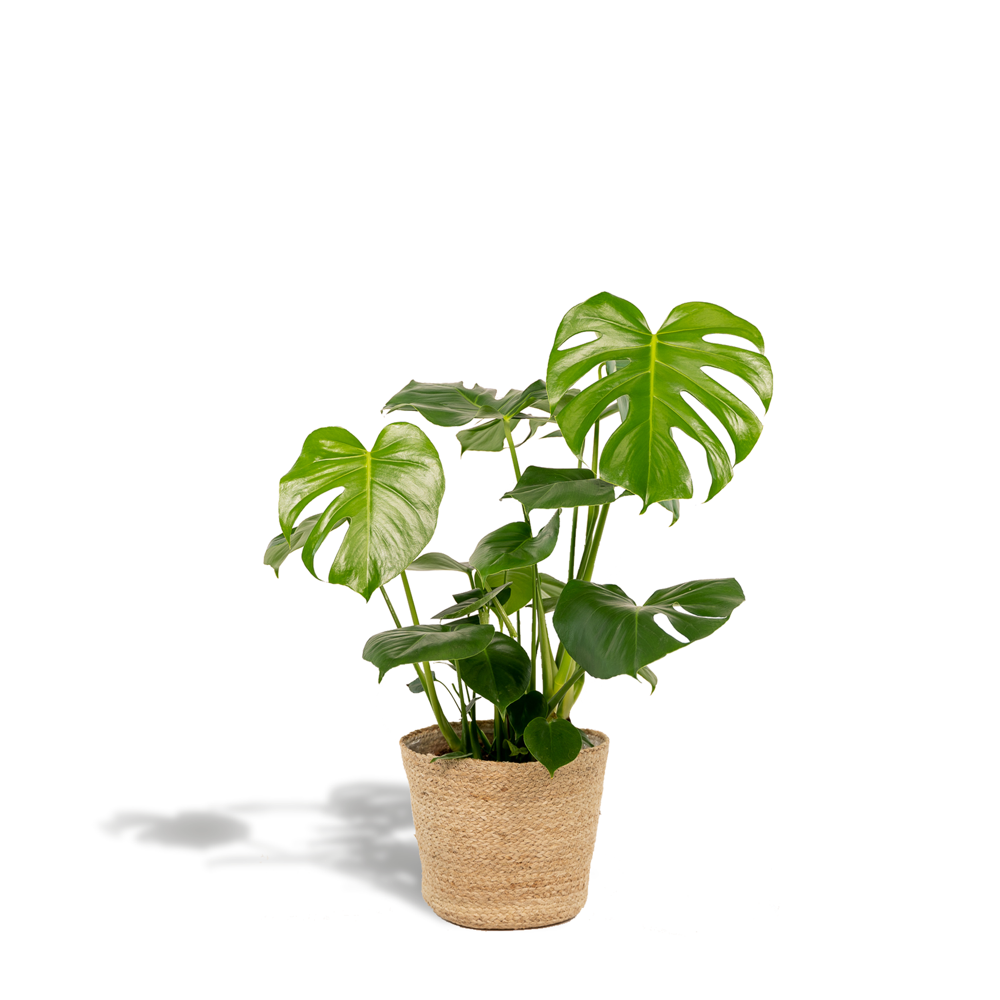 Monstera Deliciosa + Körbchen Selin - ↨80cm - Ø21cm 