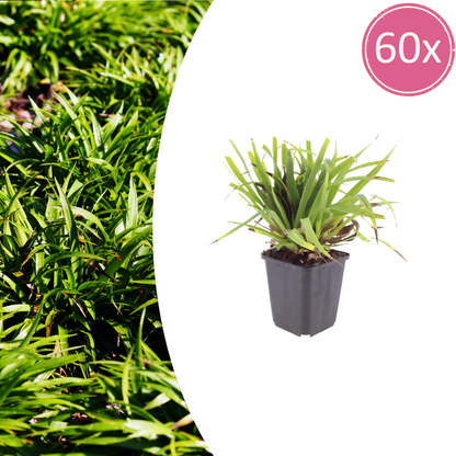 Luzula sylvatica Wald-Hainsimse – 60 Pflanzen Ø9cm – Höhe10-25cm – Immergrüner Bodendecker für Schatten & Unterpflanzung – Winterhart pflegeleicht – Flächenbepflanzung