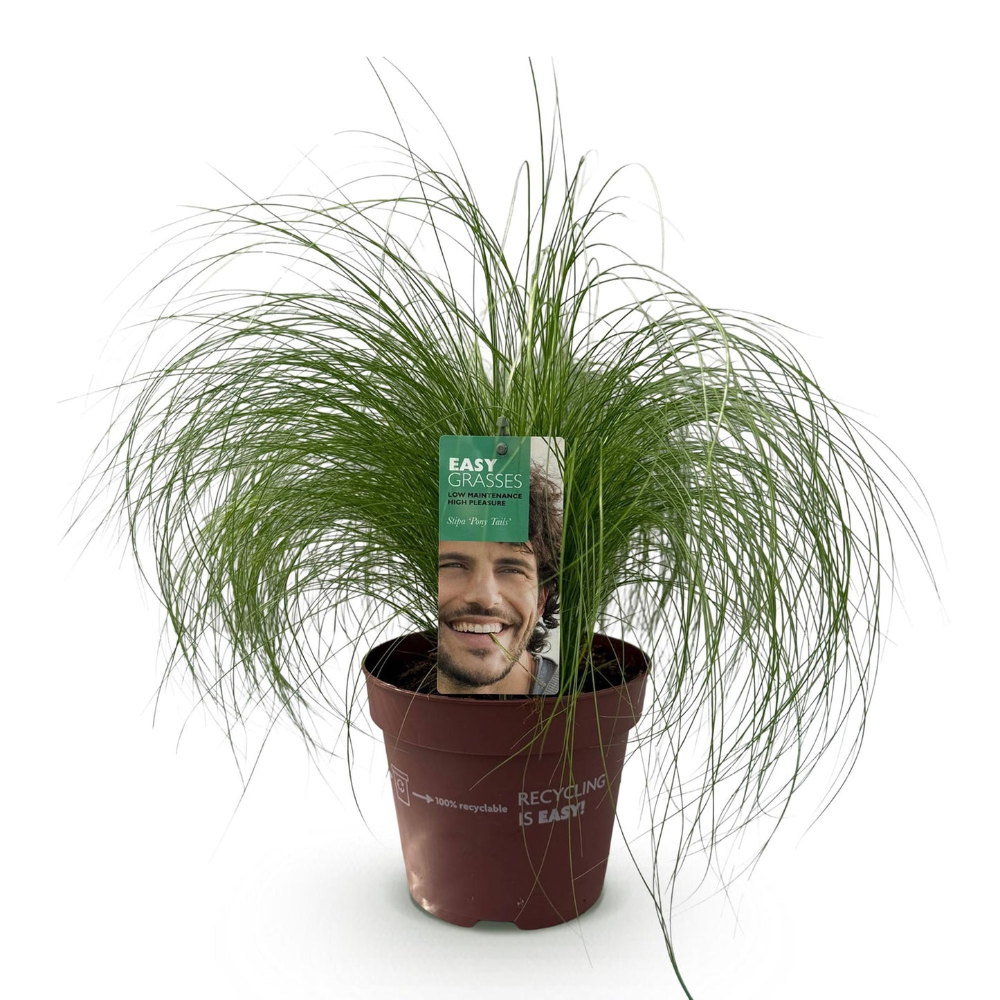 GreenboutiQ - Ziergräser - Stipa tenuifolia Pony Tails - Grün - 1 Pflanze - Immergrün - Winterhart - Topf 17cm Höhe 50cm 
