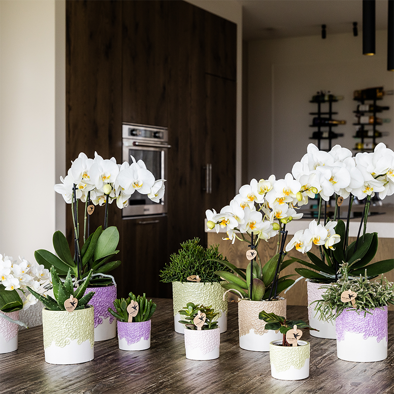 Kolibri Home | Bloom sierpot - Lila - Ø12cm 