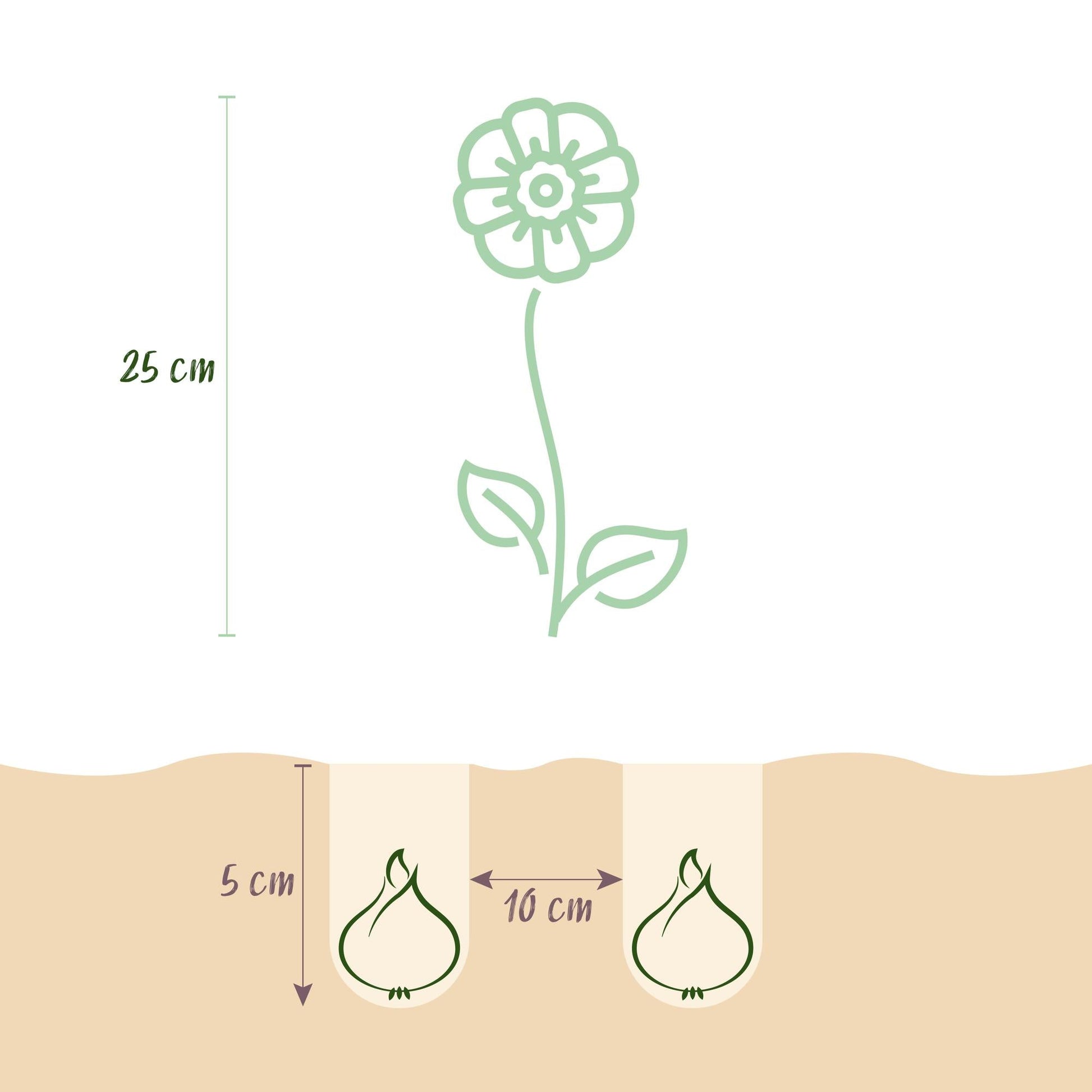 GreenboutiQ - Blumenzwiebeln - Anemone de Caen Mix - Verschiedene Farben - 30 Stück - Zwiebelgröße 5/6 - XXL Pack 