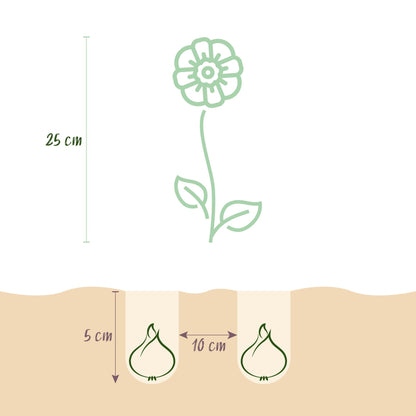 GreenboutiQ - Blumenzwiebeln - Anemone de Caen Mix - Verschiedene Farben - 30 Stück - Zwiebelgröße 5/6 - XXL Pack 