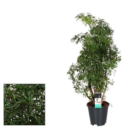 Polyscias Hawaiiana Ming – Zimmerpflanze – Ø17cm – ↕65cm Höhe – Tropisches, fein gefiedertes Laub – Pflegeleicht & dekorativ 