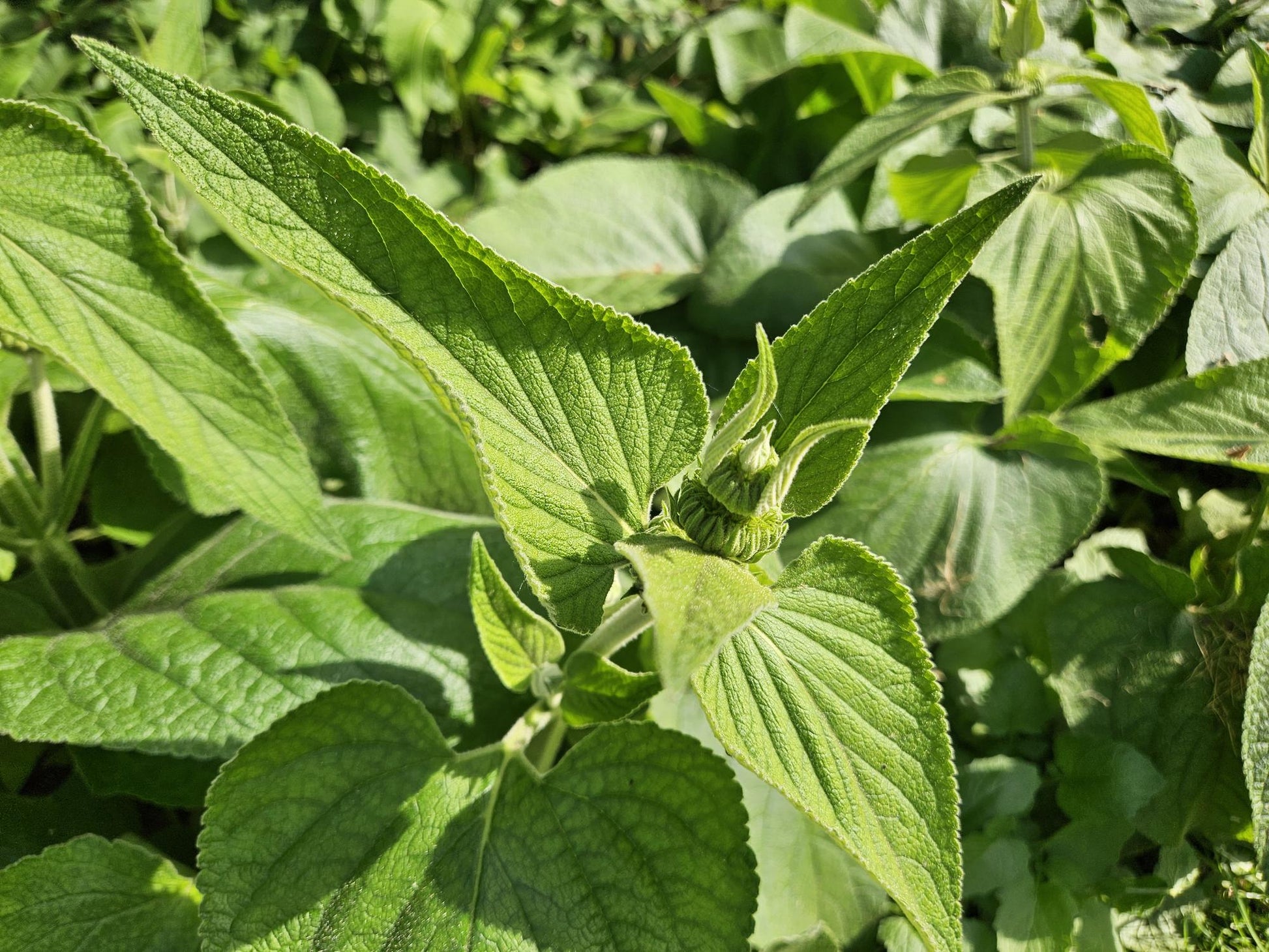Russel-Brandkraut – Phlomis russeliana – 24 Pflanzen – Gelb blühende Staude – Sonnig bis halbschattig – Bienen- & Schmetterlingsfreundlich – Ø9cm – 10-25cm 