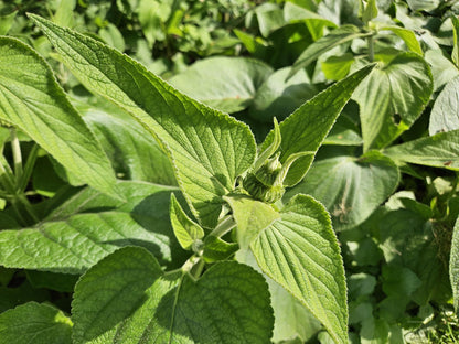 Russel-Brandkraut – Phlomis russeliana – 24 Pflanzen – Gelb blühende Staude – Sonnig bis halbschattig – Bienen- & Schmetterlingsfreundlich – Ø9cm – 10-25cm 