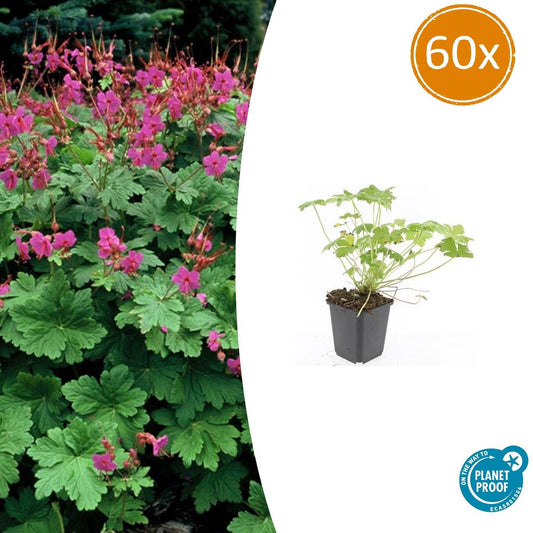 Storchschnabel – Geranium macrorrhizum 'Czakor' – Ø9cm – 10-25 cm – 60 Pflanzen – winterhart, pflegeleicht, aromatischer Bodendecker