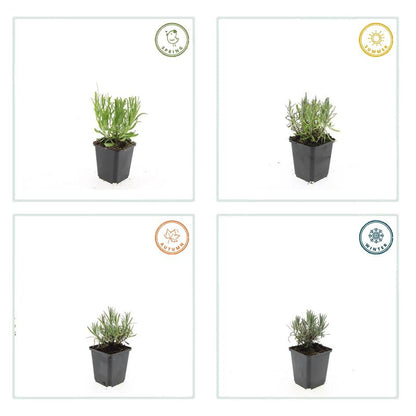 Lavandula angustifolia 'Munstead' – 24 Pflanzen – ↕10-25 cm – Ø9 cm – Tiefviolette Blüten – Mediterranes Flair – Pflegeleichter, winterharter Lavendel 