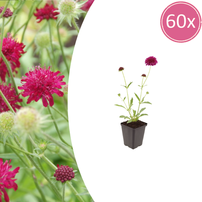 Knautia macedonica – 60 Pflanzen – Ø9cm – Höhe 10-25cm – Winterharte Staude – Tiefrote Blütendolden – Bienen- & Schmetterlingsfreundlich für Beet & Präriegarten