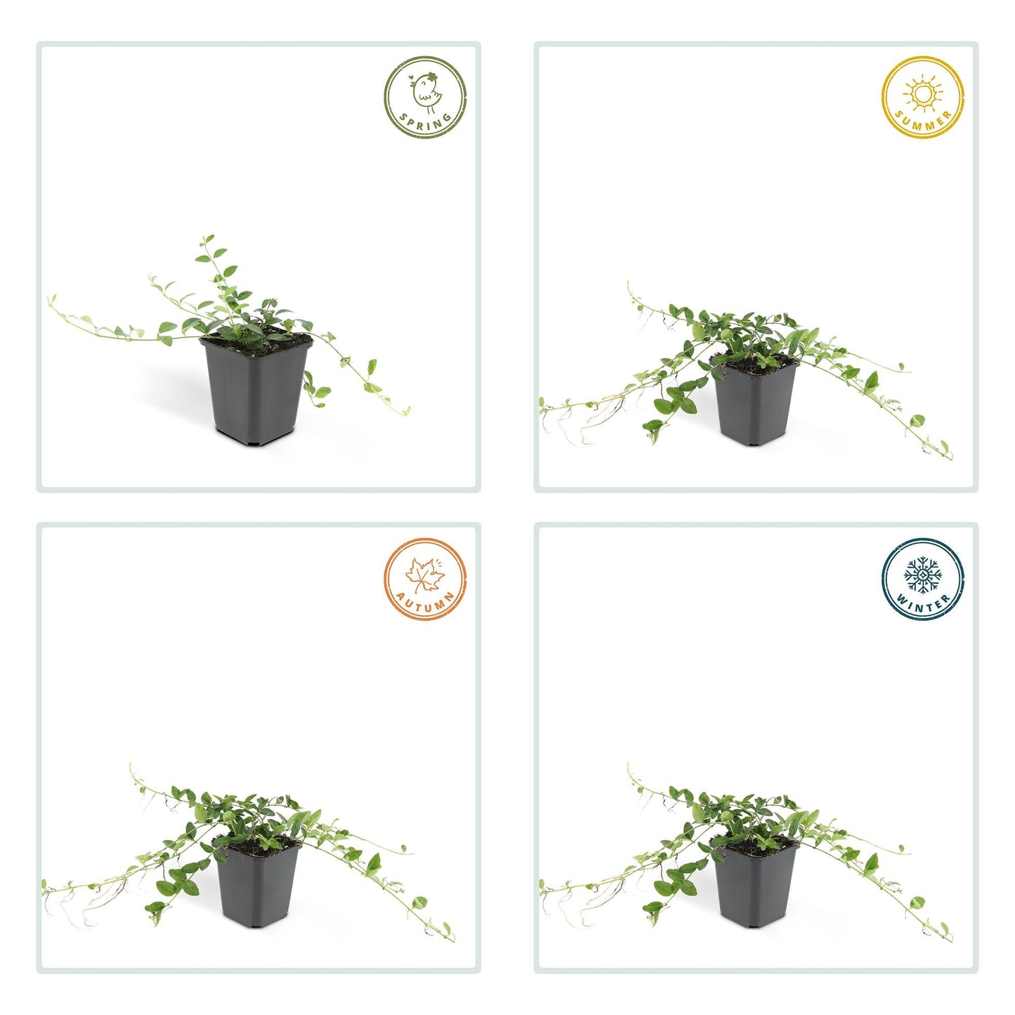 Vinca minor ‘Alba’ – 24 Pflanzen – ↕10-25cm – Ø9cm – Bodendecker – Weiße Blüten – Sonne & Schatten – Pflegeleicht & Robust 