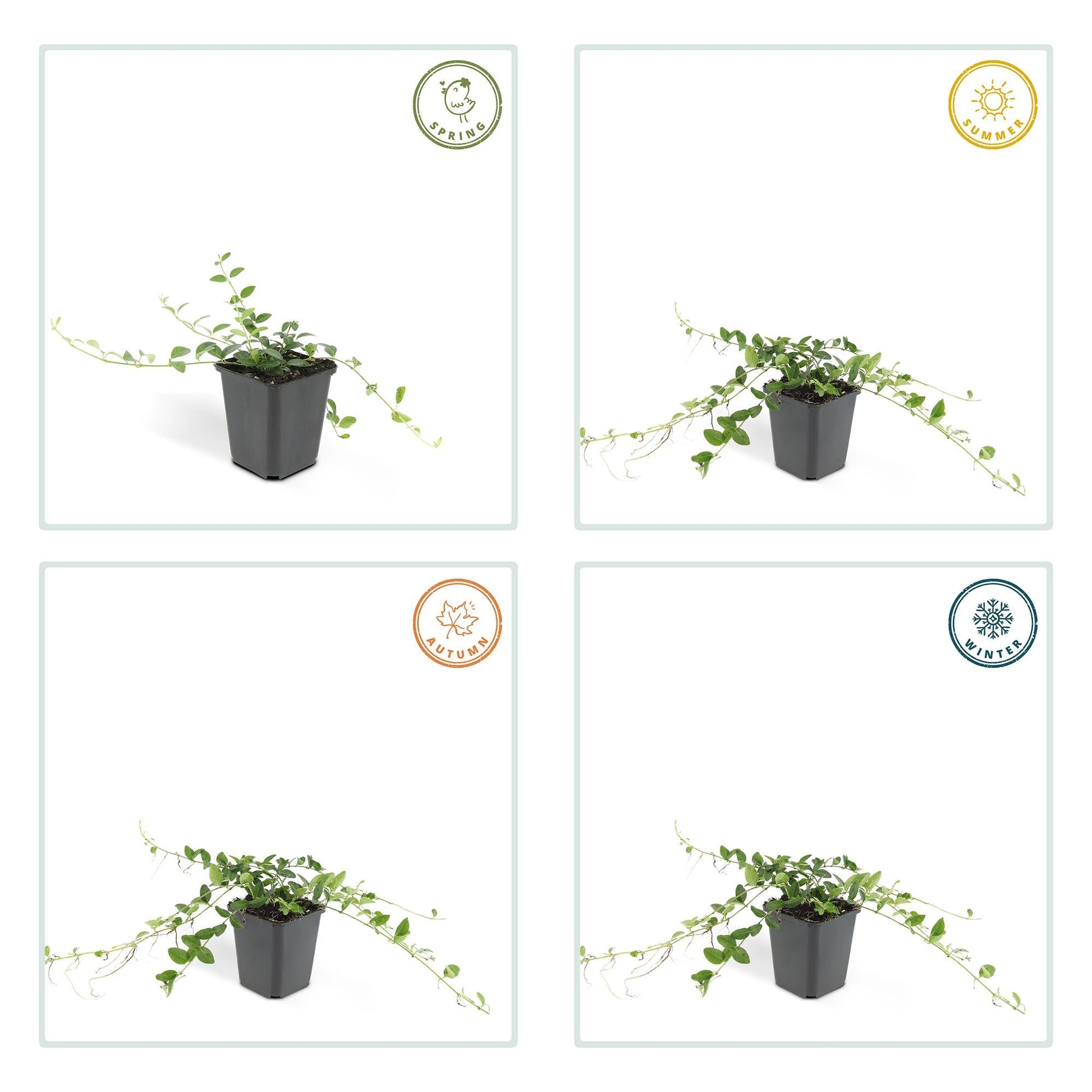 Vinca minor ‘Alba’ – 24 Pflanzen – ↕10-25cm – Ø9cm – Bodendecker – Weiße Blüten – Sonne & Schatten – Pflegeleicht & Robust 