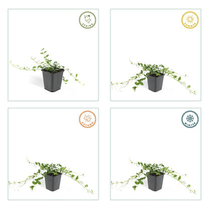 Vinca minor ‘Alba’ – 24 Pflanzen – ↕10-25cm – Ø9cm – Bodendecker – Weiße Blüten – Sonne & Schatten – Pflegeleicht & Robust 