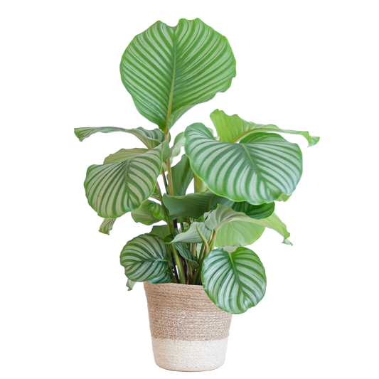 Korbmarante - Calathea Orbifolia mit weißem Lissabon-Korb - Zimmerpflanze - 65cm - Ø19cm