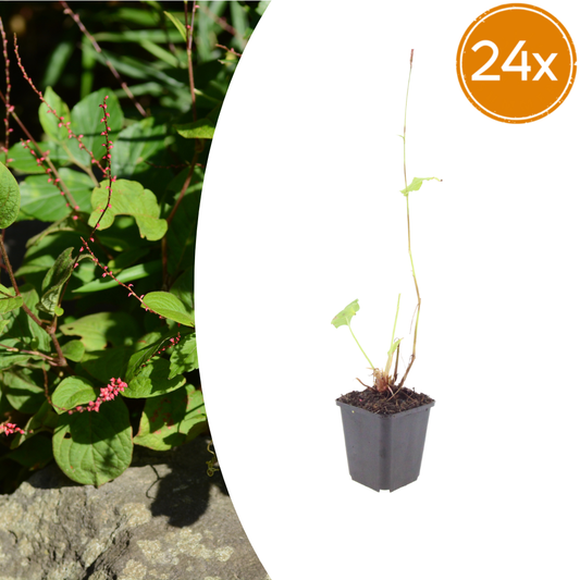 Persicaria amplexicaulis Speciosa – 24 Pflanzen – Ø9cm – Höhe 10-25cm – Winterharte Staude – Tiefrote Blütenähren – Bienenfreundlich für Beet & Präriegarten