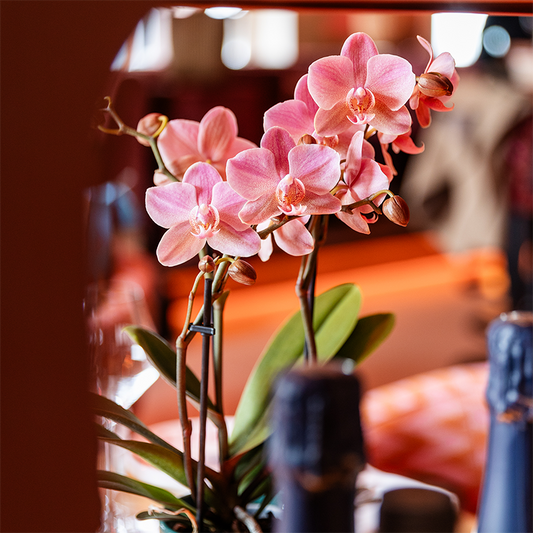 Kolibri Orchids | KOMBI-ANGEBOT mit 2 Phalaenopsis-Orchideen - Treviso - Topfgröße Ø9cm | Blühende Zimmerpflanze - Frisch vom Züchter 