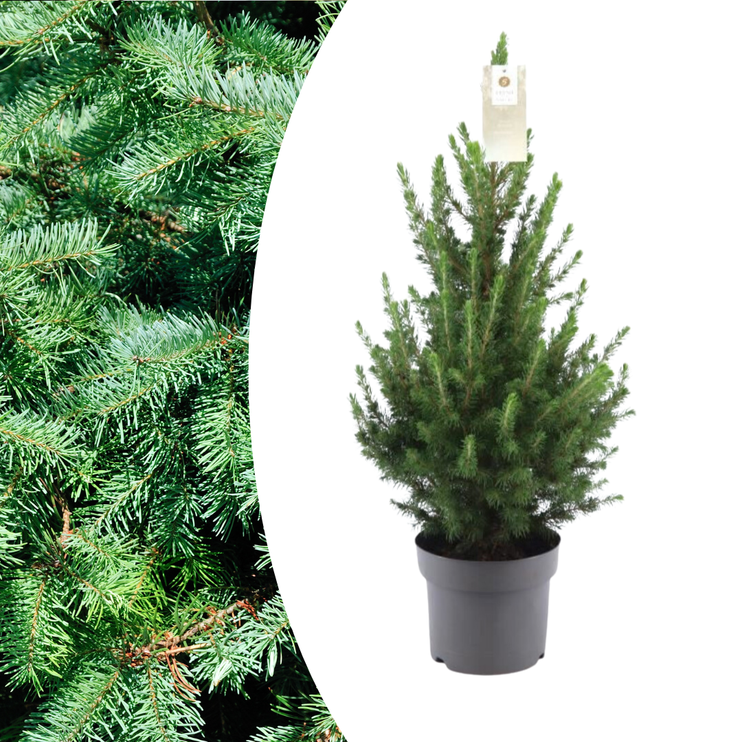 Kleiner Weihnachtsbaum – 70 cm – Picea Glauca Conica 