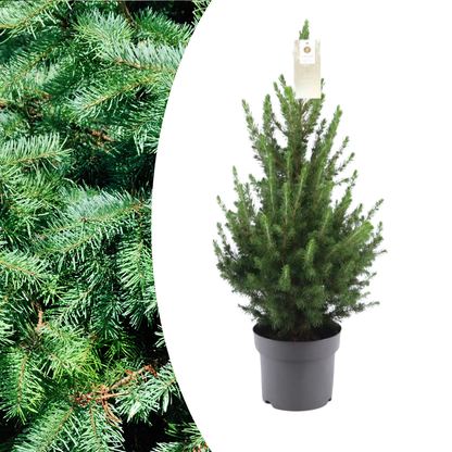 Kleiner Weihnachtsbaum – 70 cm – Picea Glauca Conica 