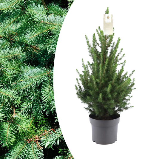 Kleiner Weihnachtsbaum – 70 cm – Picea Glauca Conica 