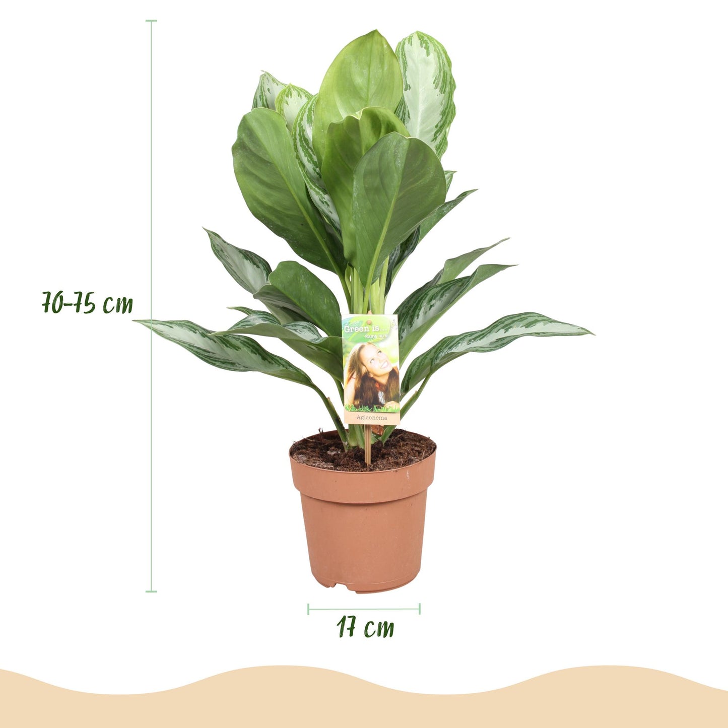 Green boutiQ - Zimmerpflanzen - Aglaonema Silver Bay - Silberblatt - Pflegeleicht - mit Korb - Silber - 1 Pflanze - Topf 17cm - Höhe 70-75cm 
