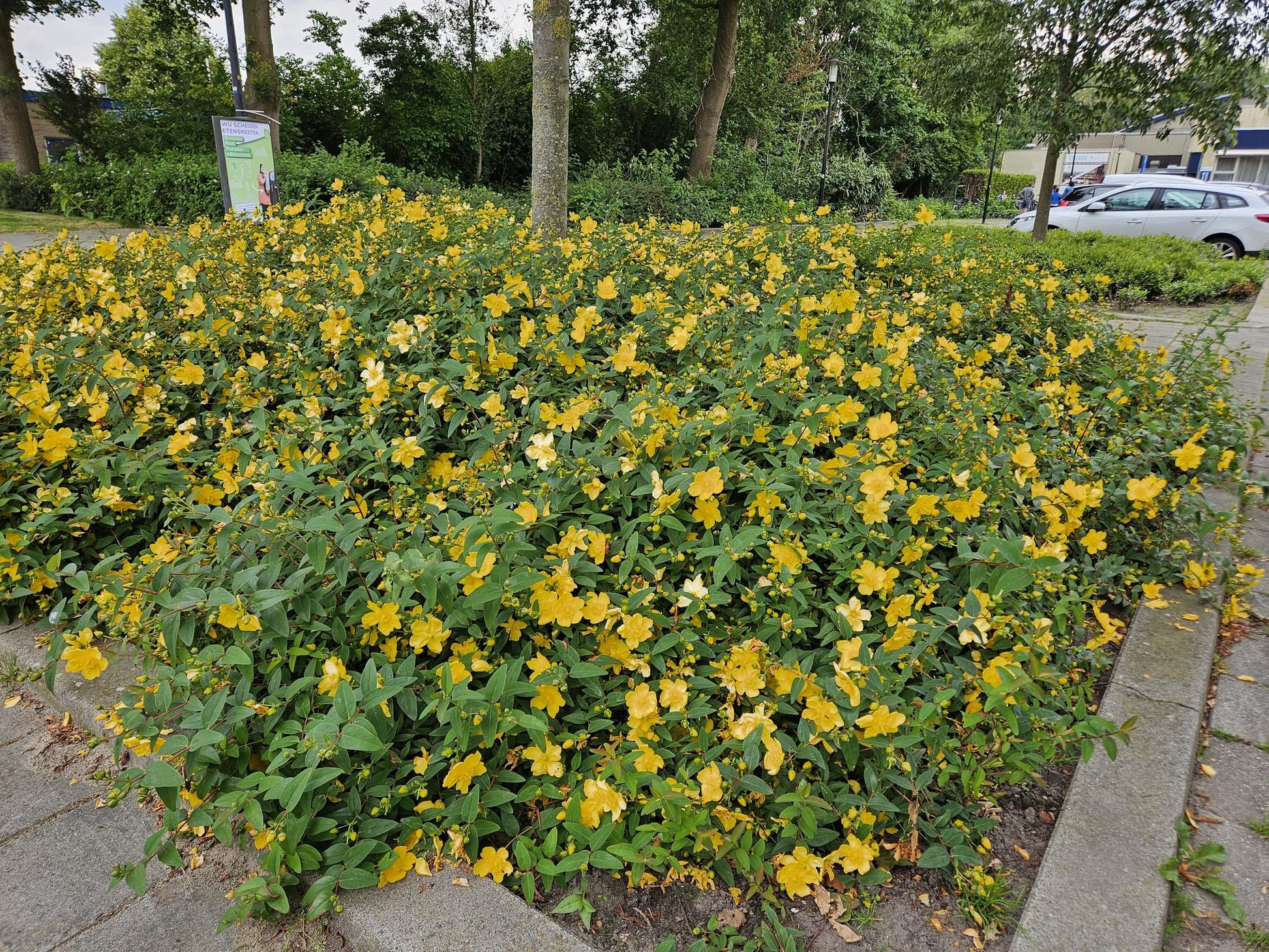 Hypericum 'Hidcote' – 48 Pflanzen – ↕10-25cm – Ø9cm – Johanniskraut – Immergrün, winterhart & bienenfreundlich 