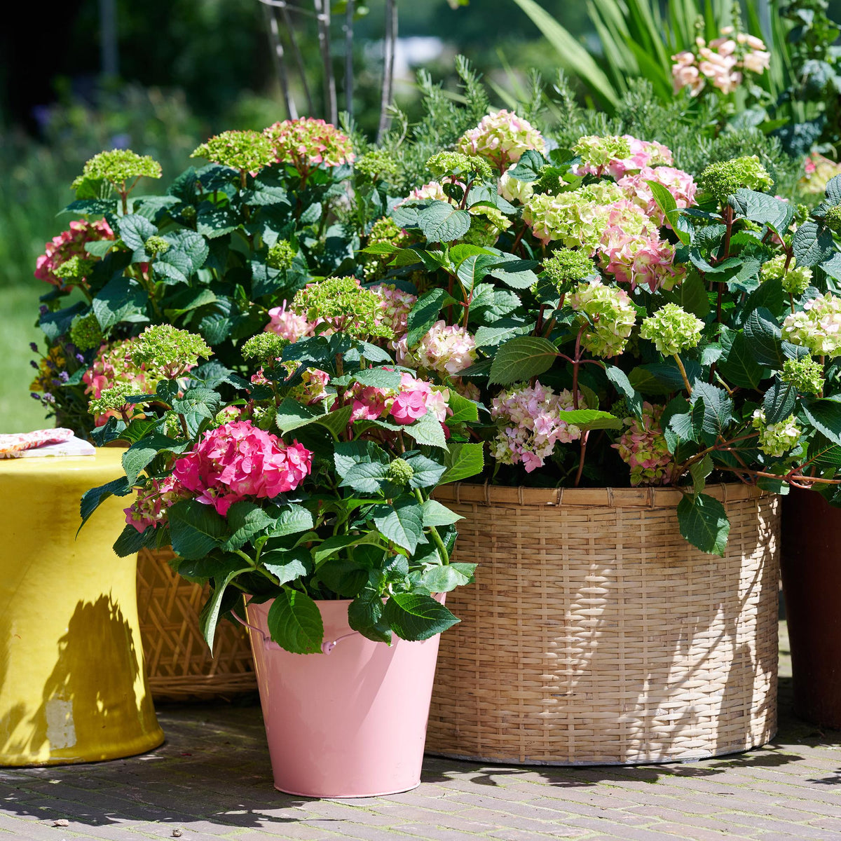 Green boutiQ - Gartenpflanze - Hydrangea Endles Summer The Original Pink - Hortensie - Winterhart - Rosa - 1 Pflanze - Topf 14cm - Höhe 20-25cm 