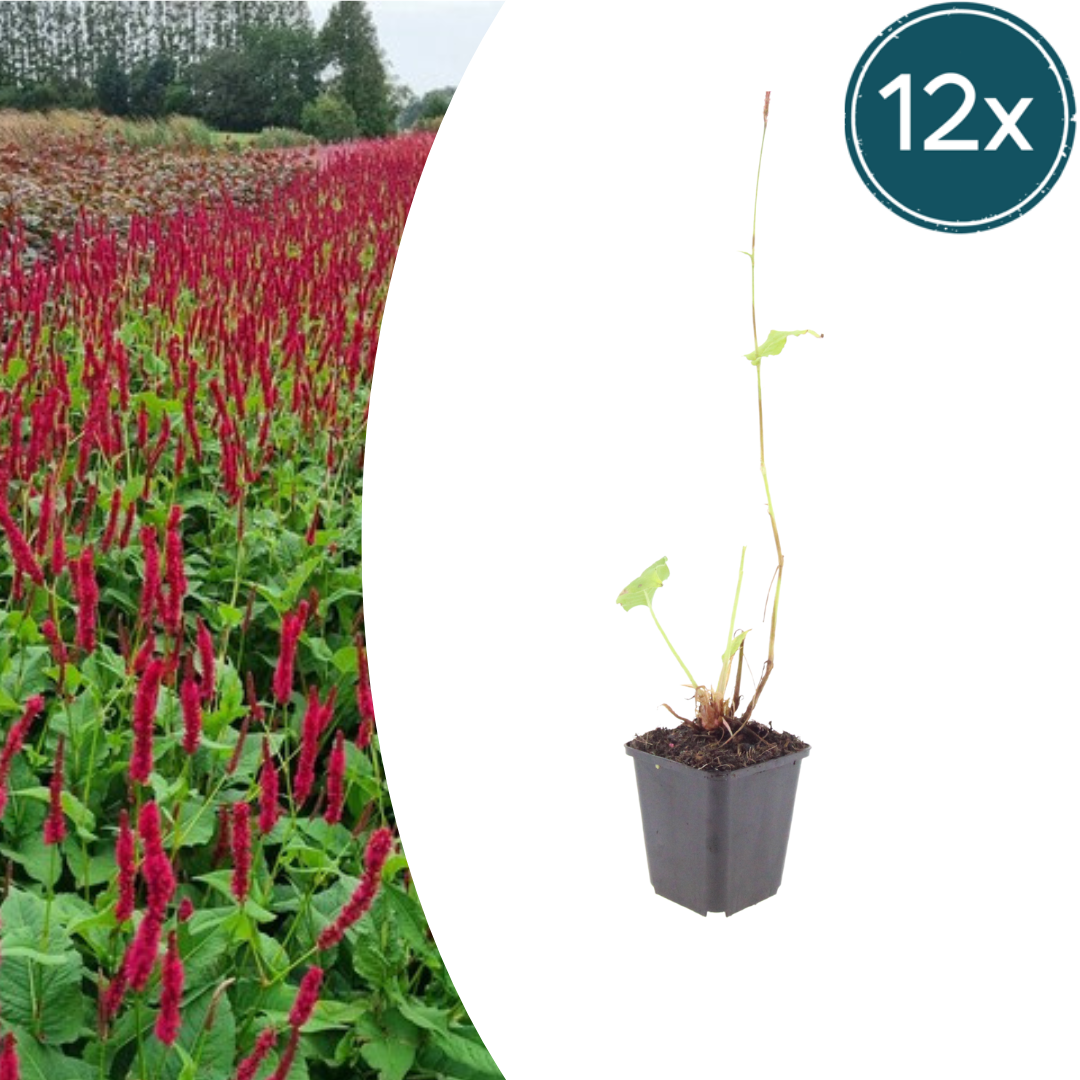 Persicaria amplexicaulis Blackfield – 12 Pflanzen – Ø9cm – Höhe 10-25cm – Winterharte Staude – Dunkelrote Blütenähren – Bienenfreundlich für Beet & Präriegarten