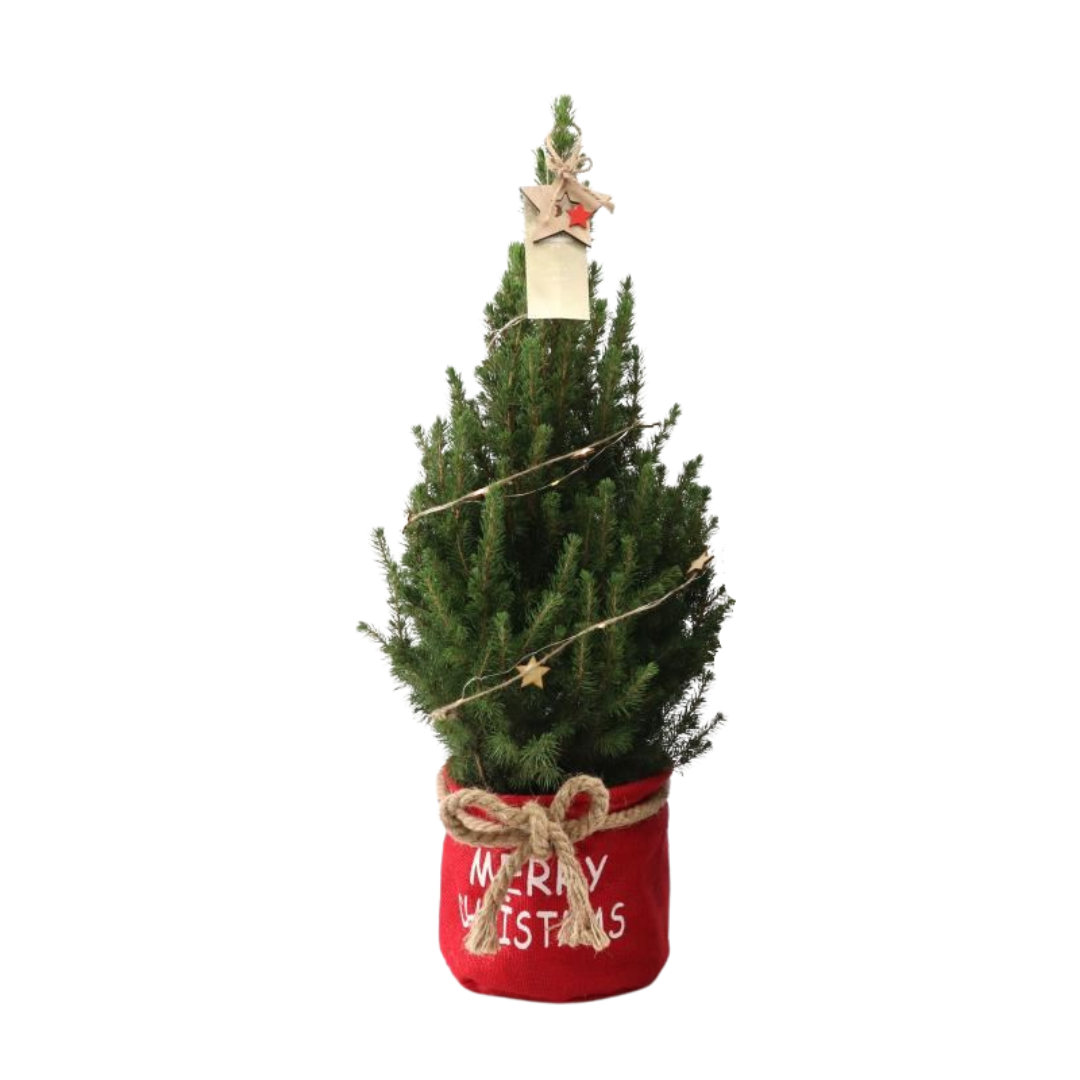 Kleine Weihnachtsbaum in Xmas Bag rot - 70 cm - Picea Glauca Conica - Star lighting including batteries 