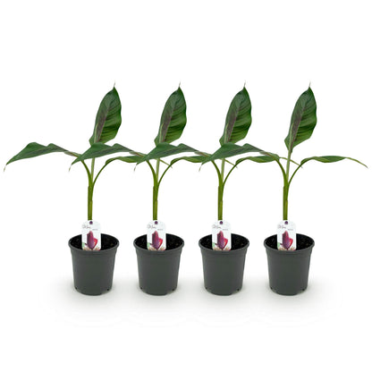 Bananenpflanze Musa sikkimensis Red Tiger – Winterhart – 4 Pflanzen – Ø17 cm – Höhe ca. 40 cm – Exotisches Flair für Garten & Terrasse 