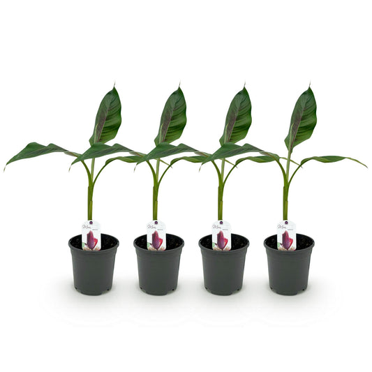 Bananenpflanze Musa sikkimensis Red Tiger – Winterhart – 4 Pflanzen – Ø17 cm – Höhe ca. 40 cm – Exotisches Flair für Garten & Terrasse 