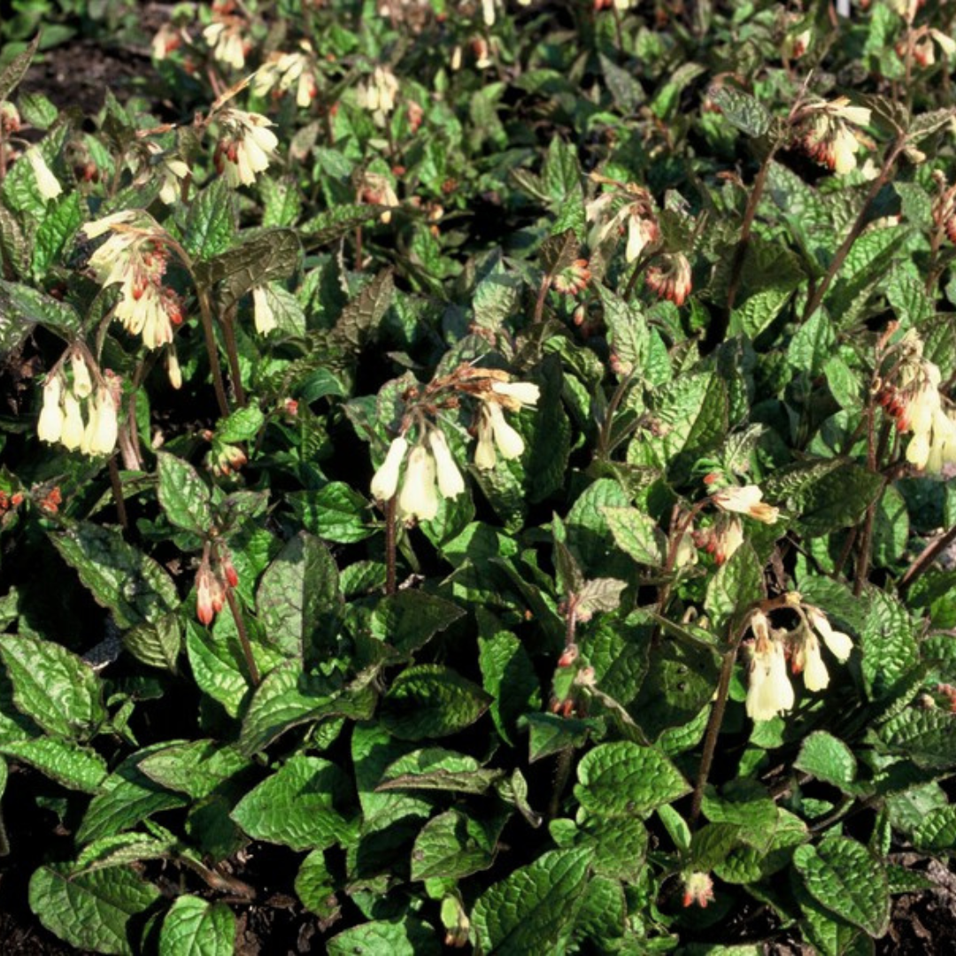 Symphytum grandiflorum – 12 Pflanzen Ø9cm – Höhe10-25cm – Frühblühender Bodendecker für Schatten & Halbschatten – Cremegelbe Blüten – Winterhart pflegeleicht - Oasis of Life