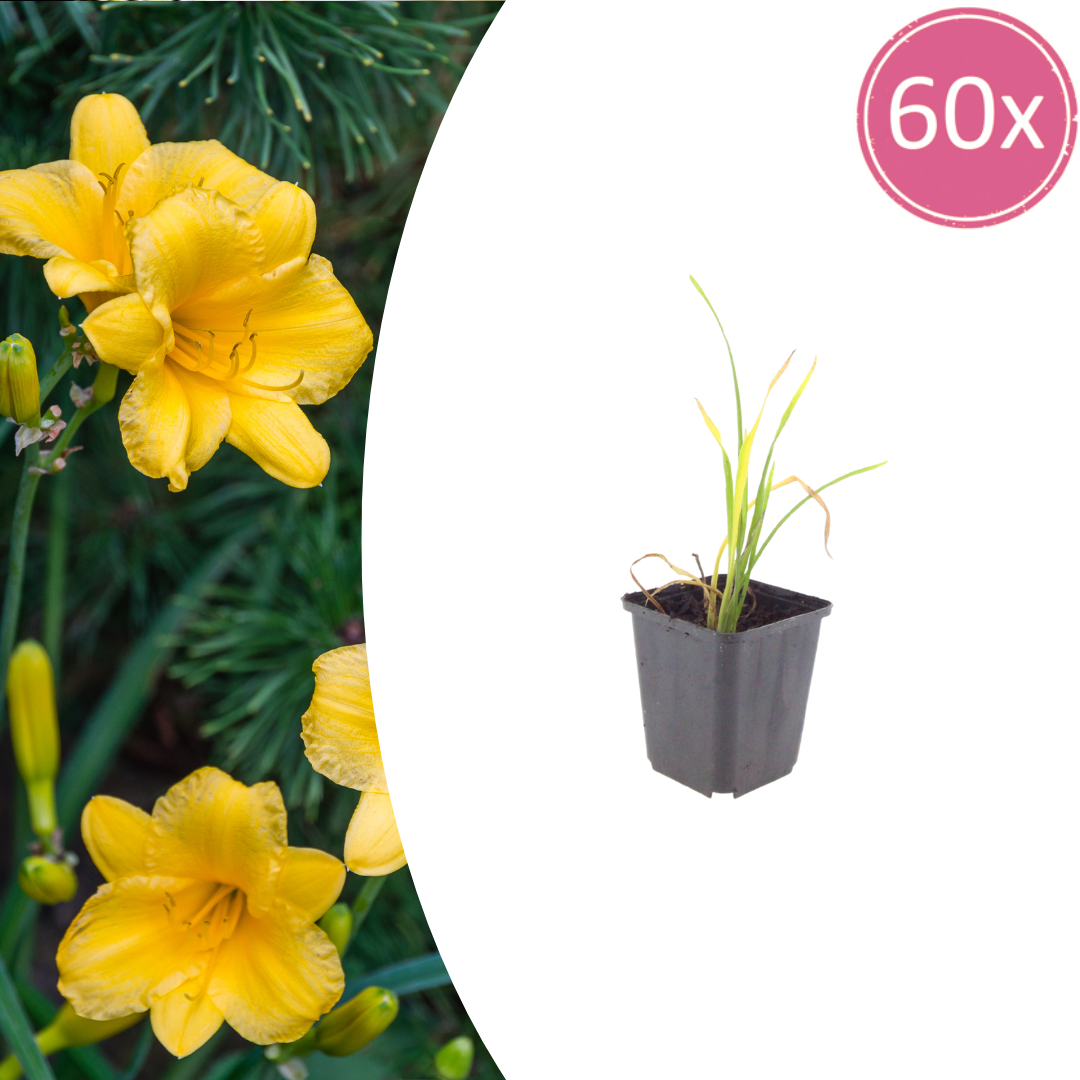 Hemerocallis Stella de Oro – 60 Pflanzen – Ø9cm – Höhe 10-25cm – Winterharte Taglilie – Goldgelbe Dauerblüte – Pflegeleicht für Beet & Steingarten