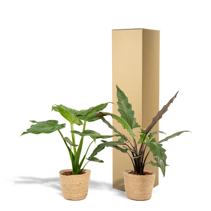 Pfeilblatt - Alocasia Cucullata - Ø19cm - ↕60cm + Alocasia Lauterbachiana - Ø19cm - ↕75cm + Korb Selin 