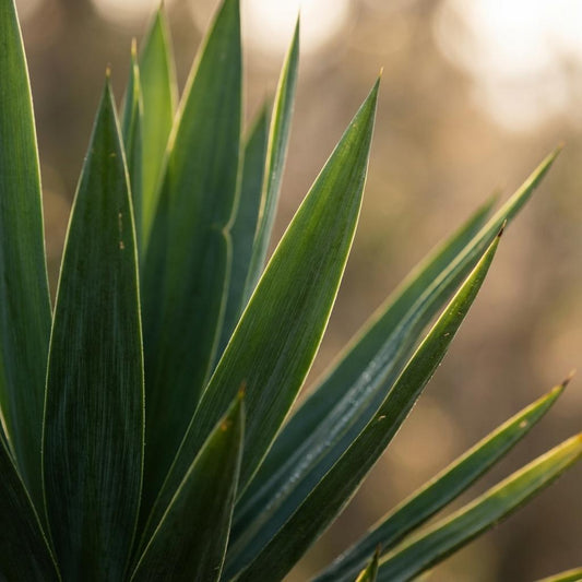 Green boutiQ - Plante d'intérieur - Yucca (Lis palmier) - Yucca Elephantipes - Vert - Entretien facile - 1 Plante - Pot 21cm - Hauteur 80 - 90cm 