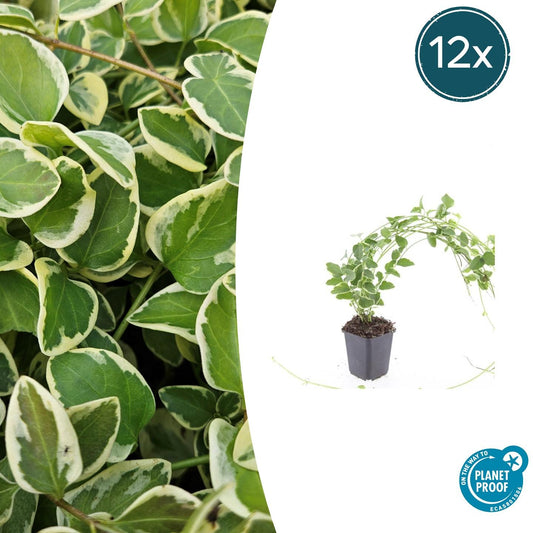 Kleines Immergrün Vinca major 'Variegata' – ↕10-25cm – Ø9cm – 12 Pflanzen – Bodendecker – Violette Blüten – Wintergrün