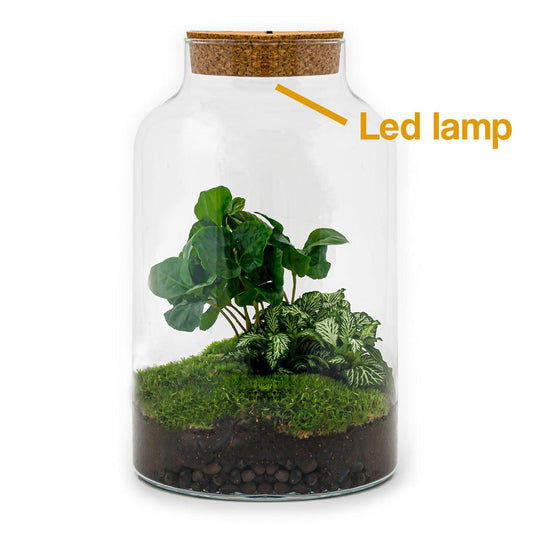 Flaschengarten - DIY Bausatz - Terrarium - Milky Coffea mit LED - ↕31cm