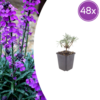 Erysimum Bowles Mauve – 48 Pflanzen Goldlack Staude – 10-25cm – Ø9cm – Langblühende Gartenpflanze für sonnige Standorte – Bienenfreundliche Blühstaude